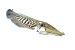 seiche